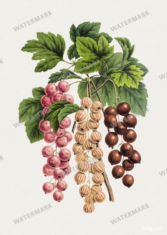 Botanical Vintage Prints