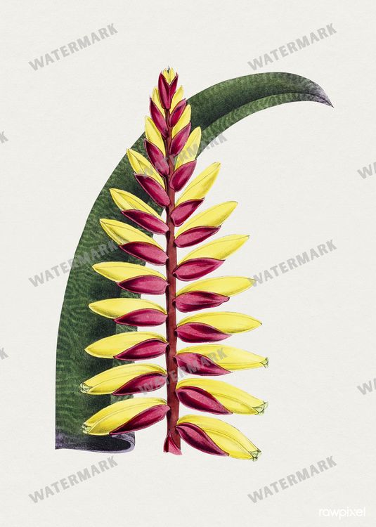 Botanical Vintage Prints