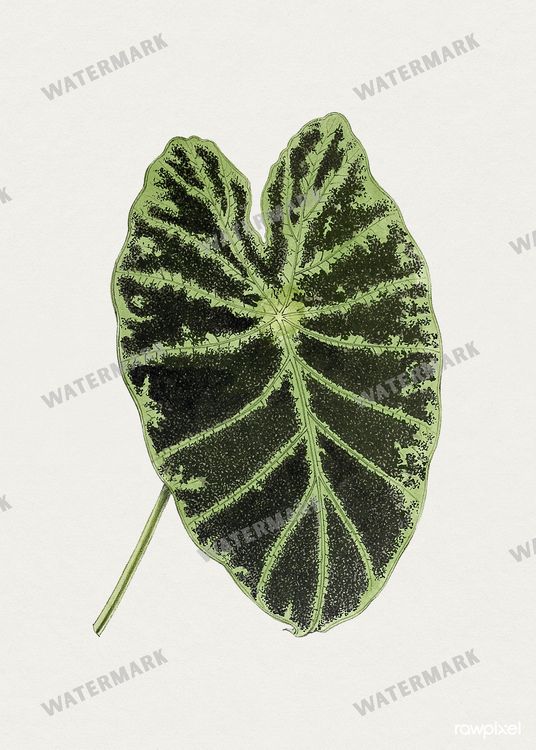 Botanical Vintage Prints