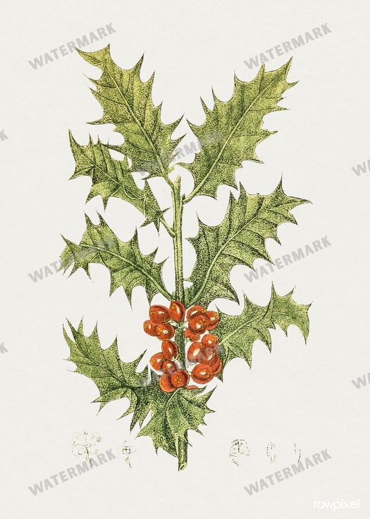 Botanical Vintage Prints