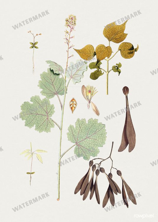 Botanical Vintage Prints