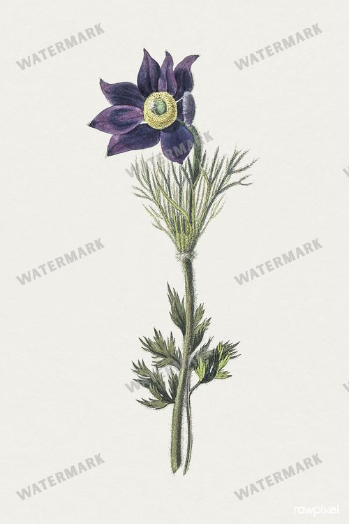 Botanical Vintage Prints