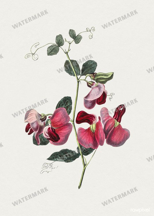 Botanical Vintage Prints