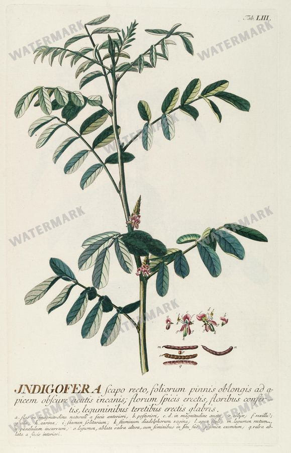 Botanical Vintage Prints