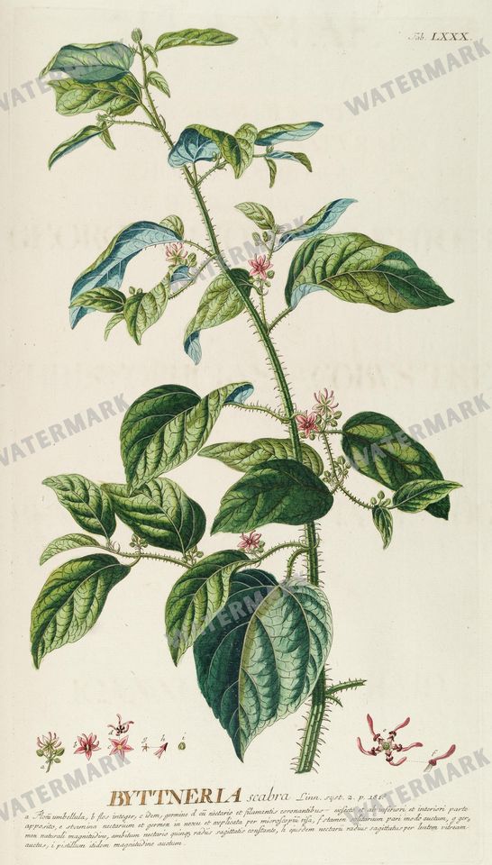 Botanical Vintage Prints