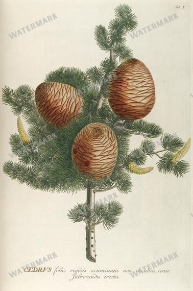 Botanical Vintage Prints