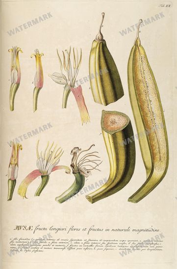 Botanical Vintage Prints