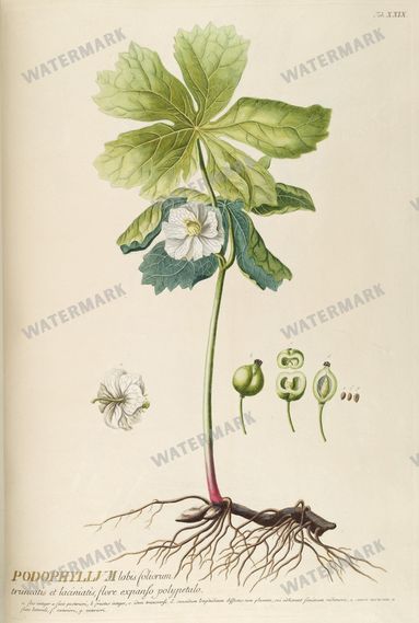 Botanical Vintage Prints