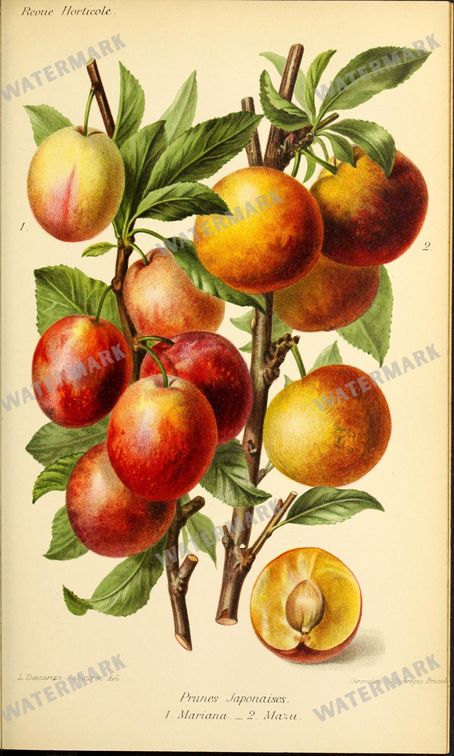 Botanical Vintage Prints