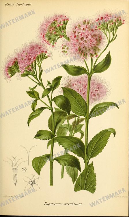 Botanical Vintage Prints