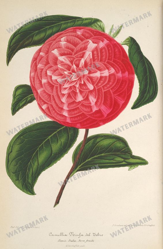 Botanical Vintage Prints