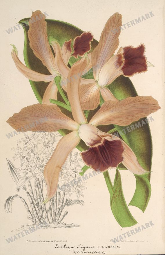 Botanical Vintage Prints