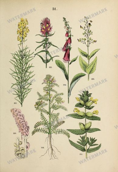 Botanical Vintage Prints