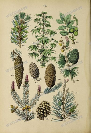 Botanical Vintage Prints