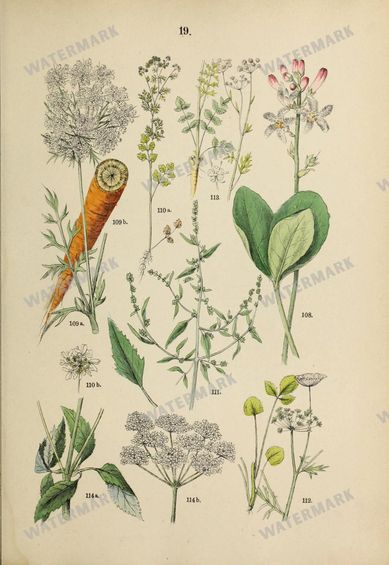 Botanical Vintage Prints