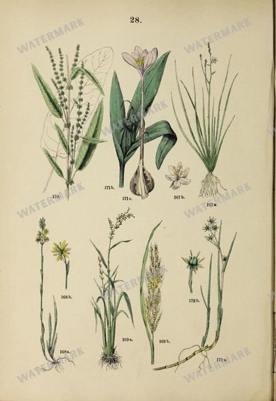 Botanical Vintage Prints