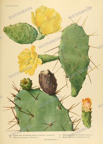 Cactus Vintage Prints