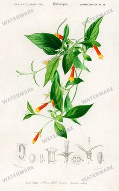 Dictionnaire Universel Dhistoire Naturelle Vintage Prints