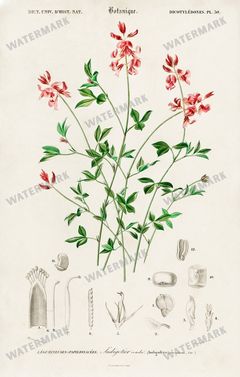 Dictionnaire Universel Dhistoire Naturelle Vintage Prints