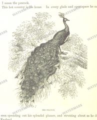 Fauna Vintage Prints