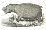 Fauna Vintage Prints