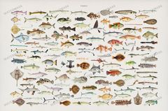 Fish Vintage Prints