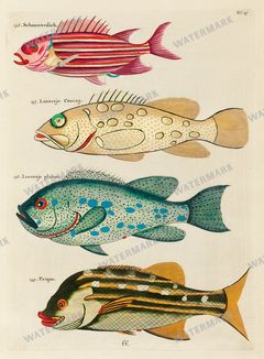 Fish Vintage Prints