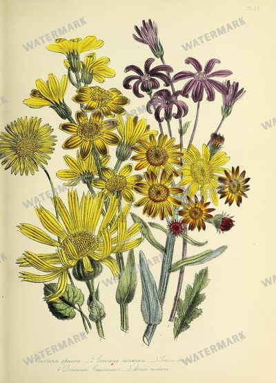 Floral Vintage Prints