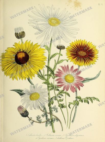 Floral Vintage Prints
