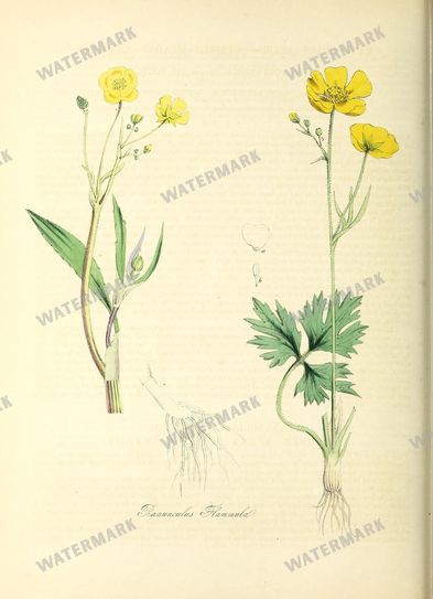 Floral vintage illustration, printable digital download, image 9