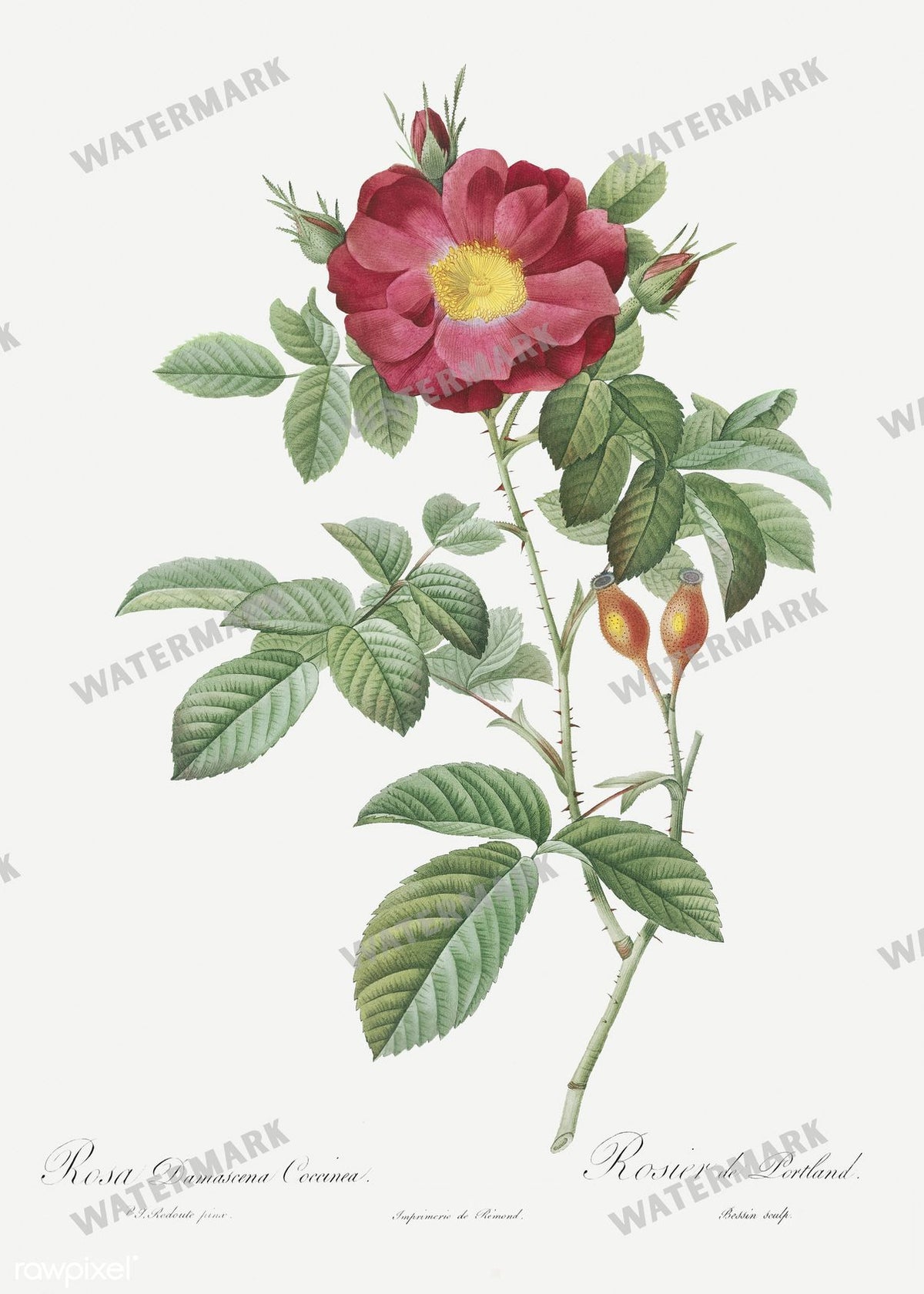Floral vintage illustration, printable digital download, image 9