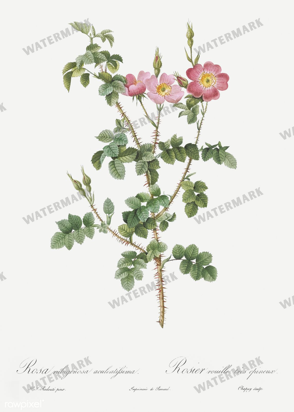 Floral Vintage Prints