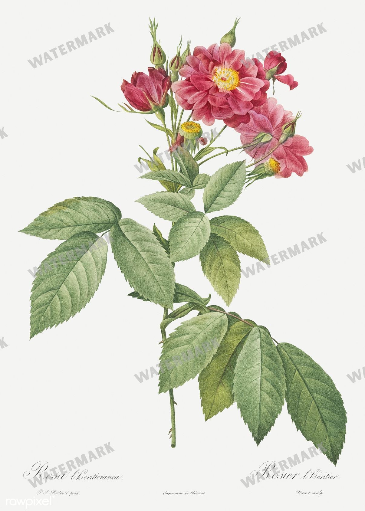 Floral Vintage Prints