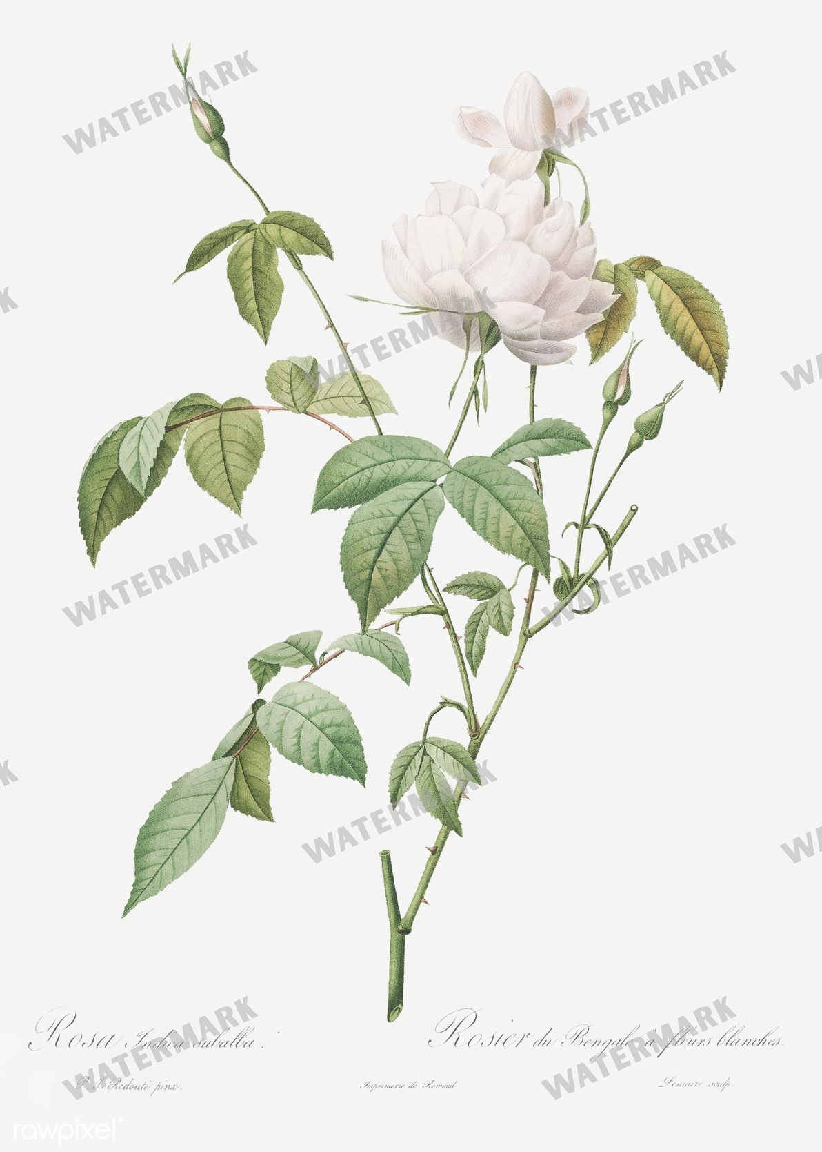 Floral vintage illustration, printable digital download, image 9