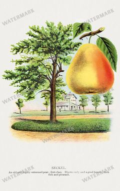 Folio Of Botanical Specimen Vintage Prints