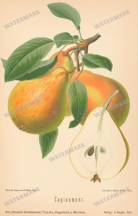 Fruit And Vegetables Vintage Prints