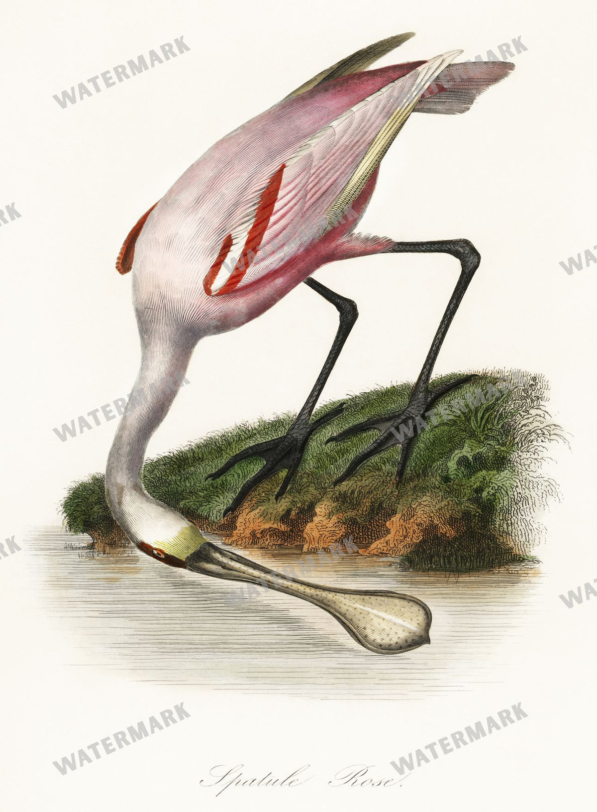 Lithographs Vintage Paintings
