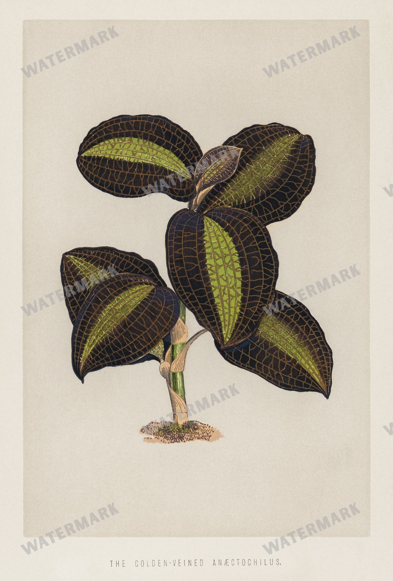 Lithographs Vintage Paintings