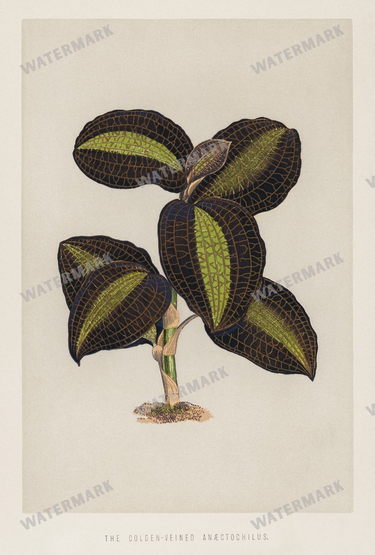 Lithographs Vintage Paintings