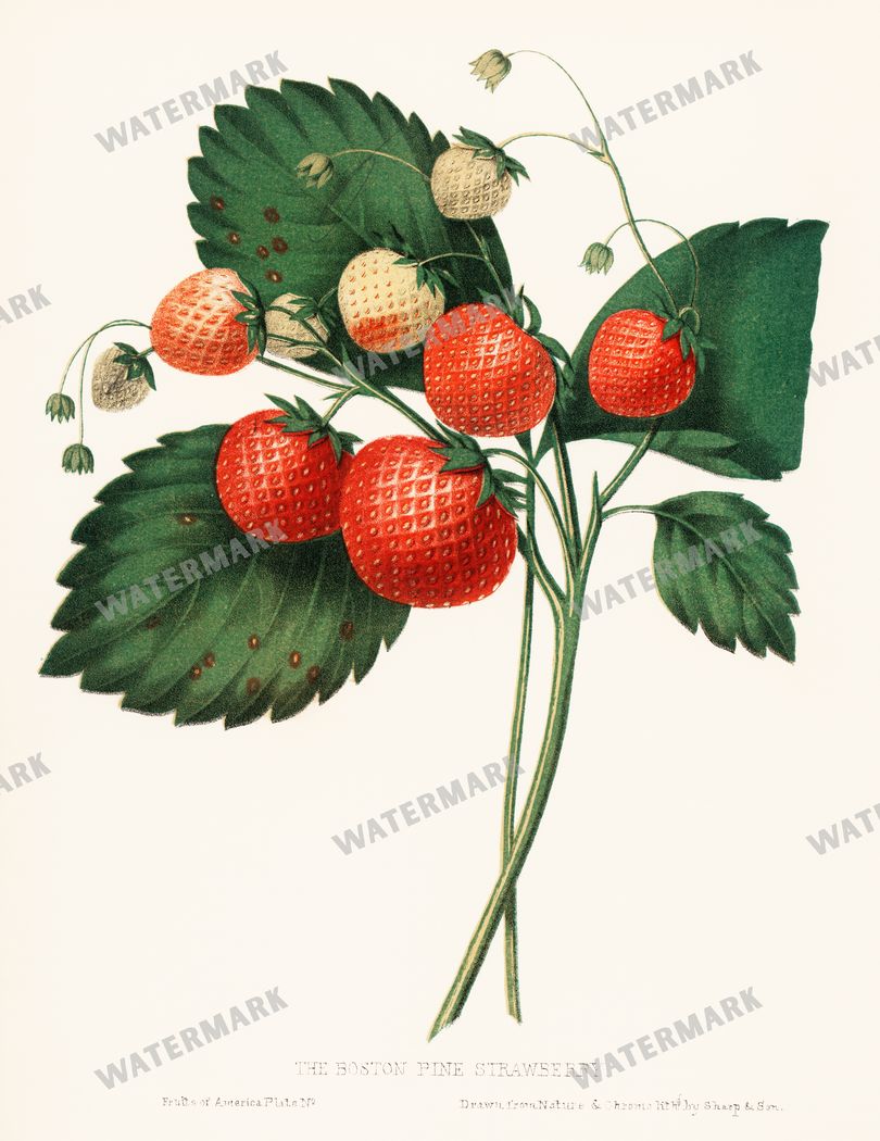 Lithographs Vintage Paintings