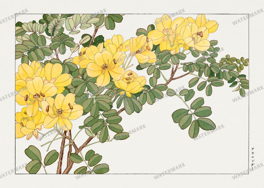 Seiyô Sôka Zufu Vintage Paintings