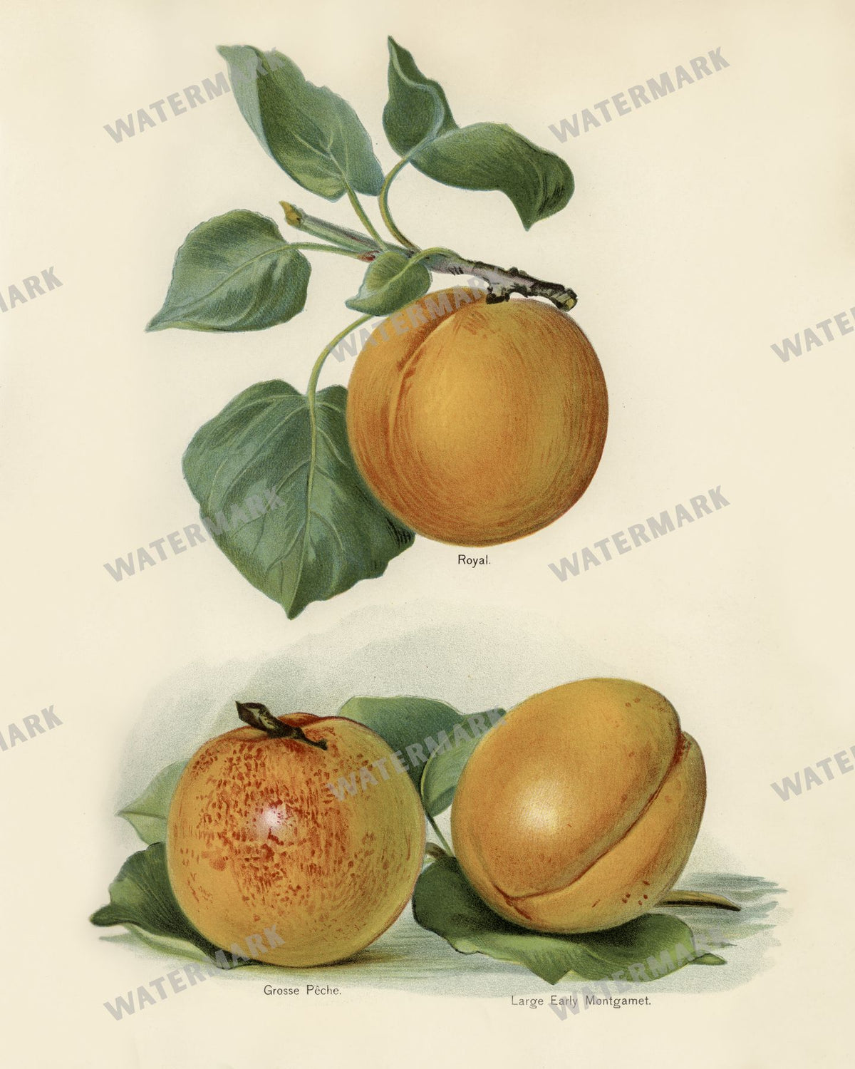 The Fruit Grower'S Guide Vintage Paintings
