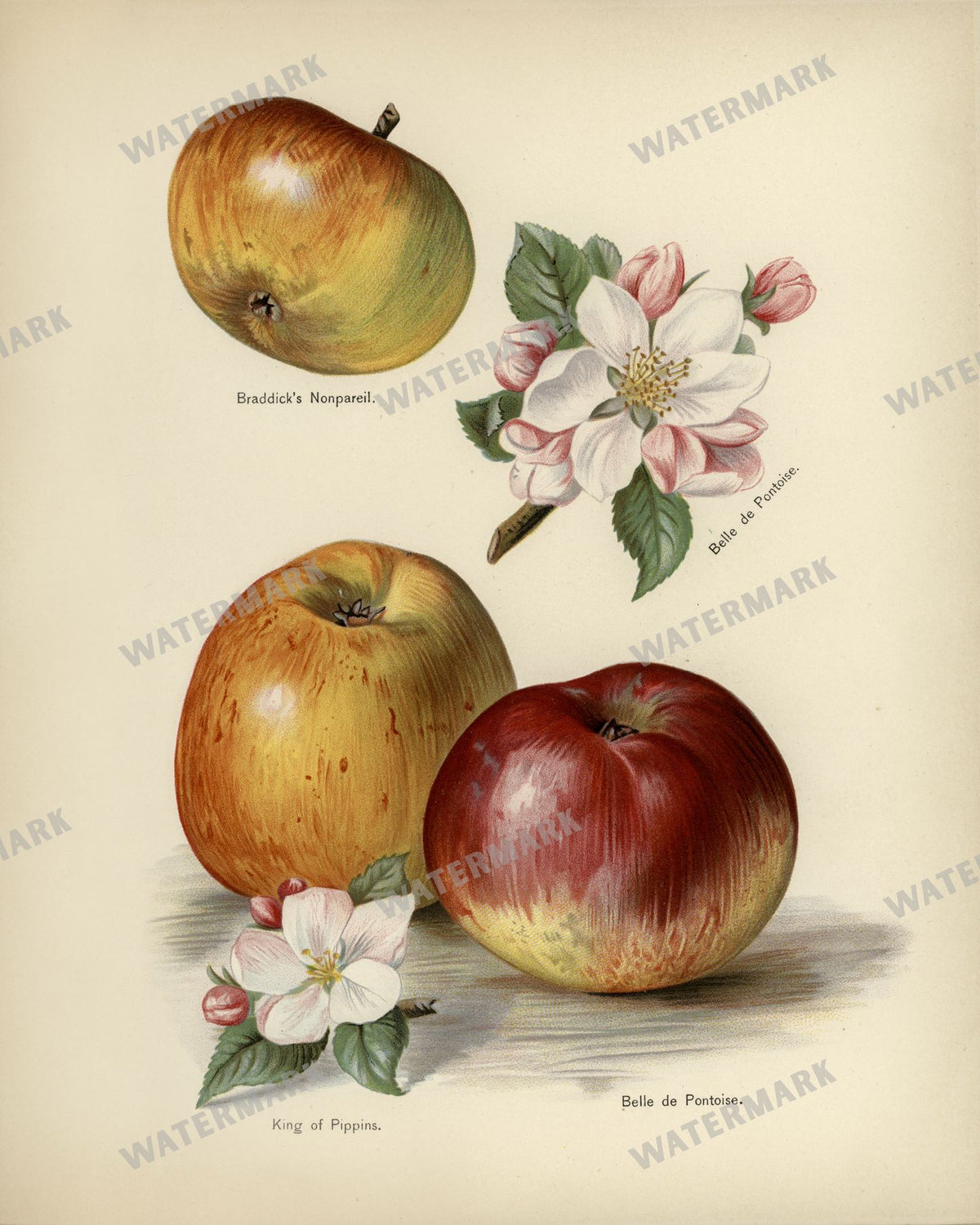 The Fruit Grower'S Guide Vintage Paintings