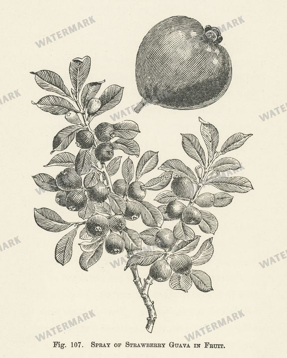 The Fruit Grower'S Guide Vintage Paintings