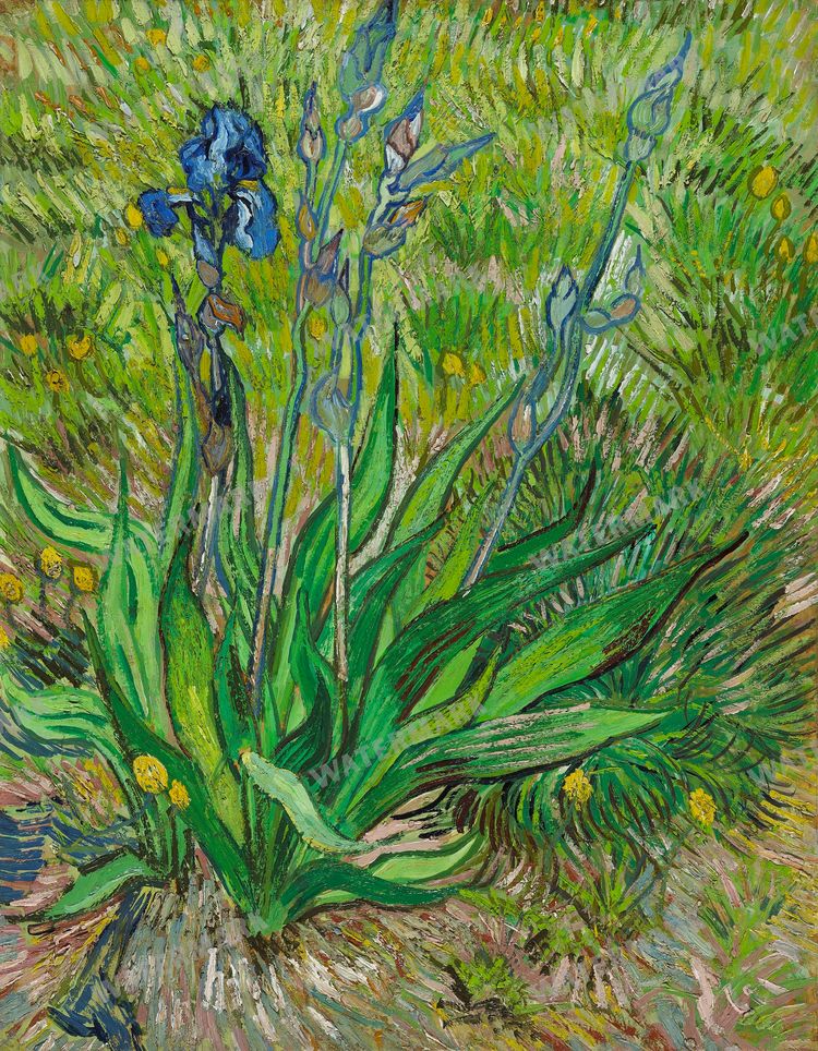 Vincent Willem Van Gogh Vintage Paintings