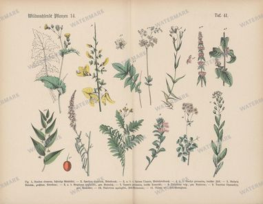 Vintage Botanical Vintage Prints
