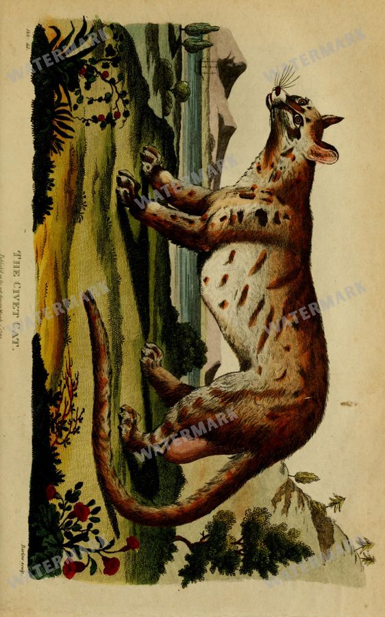 Wildlife Vintage Prints