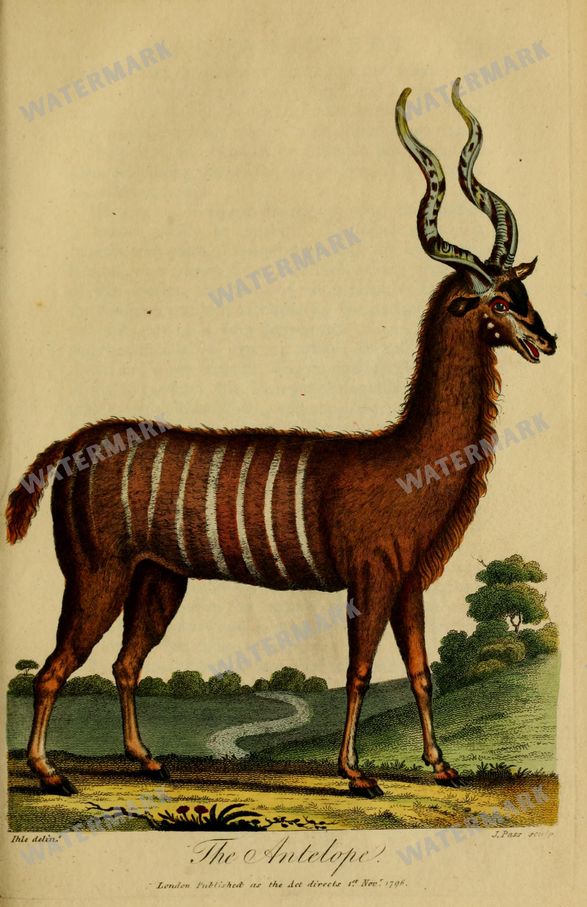 Wildlife Vintage Prints