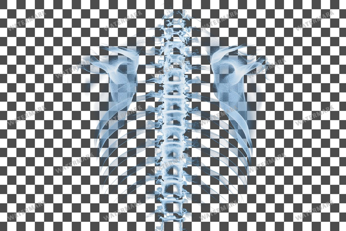 X-Ray Transparent Overlay Pngs