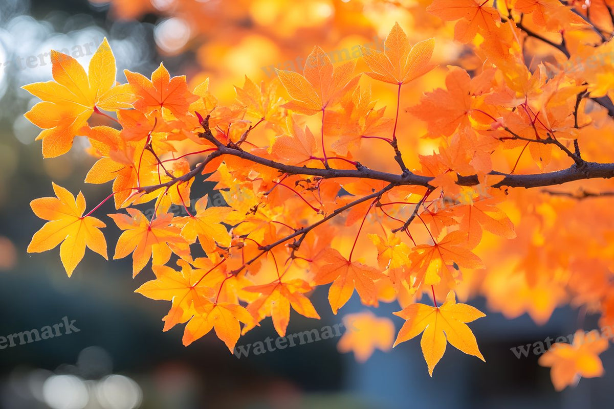 Autumn Season Backdrop Images